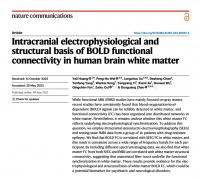 大脑白质BOLD功能连接的神经电生理与结构基础