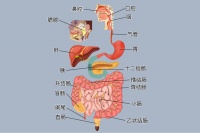 人体消化系统结构图