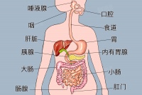 消化系统包括哪些器官