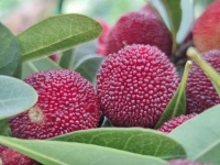 绿色认证，“梅”好生活——仙居杨梅荣获产品碳标签