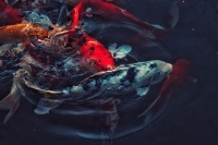 探寻锦鲤的深层寓意，从古代皇室到现代生活的精神寄托