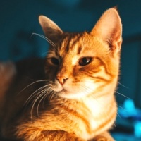 不良生活习惯的危害！【营养吧】