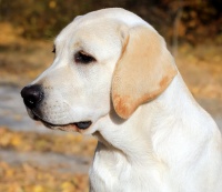 探索美国天然宠物品牌：Wellness为宠物带来的健康生活