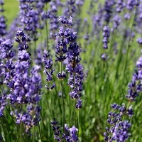 A Healthy Lifestyle健康的生活方式