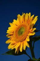 如何评估自己的生活方式是否健康？