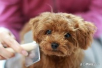 让爱犬身心健康的秘诀，4大生活诀窍助力狗狗健康快乐成长！