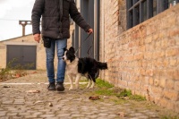 养狗狗的技巧和方法？解锁狗狗幸福生活的6大秘籍！