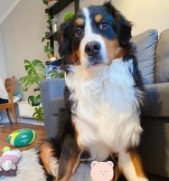 如何护理伯恩山犬的牙齿（健康口腔，健康生活）