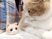 主人发现没有，越来越“健康”的猫，有这六大生活习惯！