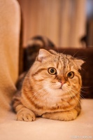 保持猫咪健康的方法~提供符合猫咪生活习性的足够养护