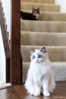 揭秘长寿密码！让你的布偶猫健康幸福生活的7个黄金法则！