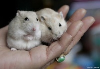 两只仓鼠一起怎么养？亲密无间的生活小秘诀！