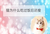 猫原因诊断不吃东西没精神暴瘦:猫变瘦的原因