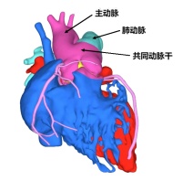 凶险！死亡率极高，心脏只有一根动脉，凭什么西京教授敢开刀？