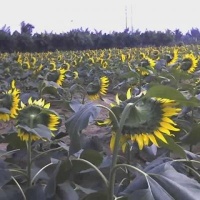 又美又瘦又充满正能量感恩瑜伽努力，加油好好生活好好练瑜伽做自己喜欢的样子