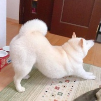 怎样挑选一只健康的狗狗？掌握这8点，避免把“星期狗”带回家（怎样挑选狗） – 宠物生活网