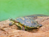 乌龟粪便清理大解密：守护你的爱龟健康生活