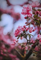 Apple Watch运动跟踪功能全面指南，掌握健康数据轻松开启健康生活新篇章