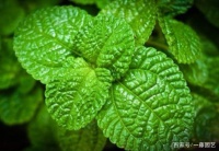 薄荷的生活使用小妙招！