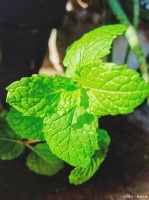 清新多彩：薄荷的多种食用方式让生活更有味道