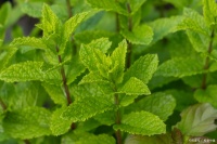 薄荷的用处多多，我们在生活中可以怎么使用？