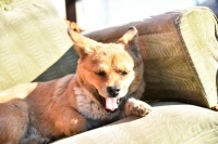 拒绝野味儿，健康生活