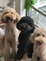 巨贵犬养护全攻略：从经济成本到健康美容，助你轻松打造幸福宠物生活