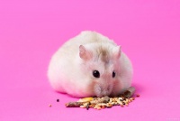 选择仓鼠笼子的终极指南：如何确保你的仓鼠生活舒适？