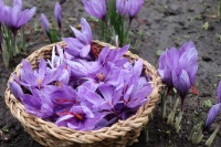 真正高品质藏红花，为何成为健康生活的关键课题？