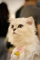 宠物猫的饲养技巧：如何给你的猫提供最佳的生活条件？