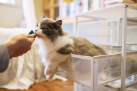 养猫攻略：新手必看的猫咪饲养秘籍，让你的喵星人生活更幸福！