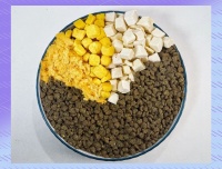 猫咪健康生活指南：多种科学喂养方法分享