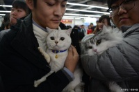 买猫咪应该注意些什么?