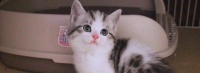 小奶猫选购全方位指南:健康、品种与售后无忧