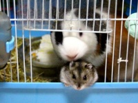 养仓鼠指南：必备12个要点，打造完美小宠物生活！