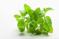 薄荷的10种食用方法，让生活更加清新