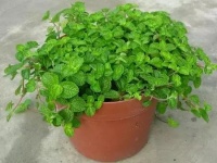 「生活参考」薄荷是夏天最好的医生，经常泡水喝，9...