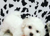 比熊的饲喂全攻略（以不同年龄为基准，打造健康的宠物生活）宠物屋