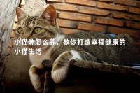 小猫咪怎么养,教你打造幸福健康的小猫生活