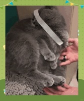 蓝猫幸福生活的多重表现，满足这些条件，说明你养得很好！