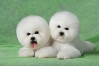 比熊犬的精致生活手册：让每一刻都闪耀爱的光芒！