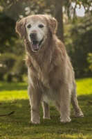 金毛可以穷养吗？——揭秘金毛的“经济适用”生活