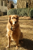 金毛可以穷养吗？深度解析金毛的“经济适用”生活法！