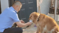 金毛犬怎么养,【宠爱秘籍金毛犬的幸福生活指南，让你成为最佳主人！