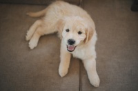 金光闪闪的陪伴：打造精致金毛生活的六大秘籍！