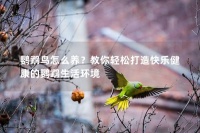 鹦鹉鸟怎么养？教你轻松打造快乐健康的鹦鹉生活环境