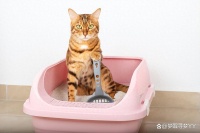 养猫必做清单：让你的喵星人过上幸福生活！