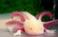 六角恐龙怎么养？打造健康、快乐的六角龙生活！