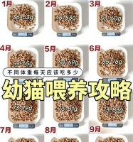 幼猫如何健康增重？（科学饮食和良好生活习惯助力幼猫健康成长）