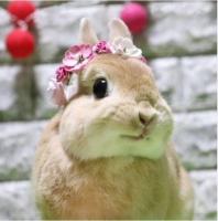 怎样照顾兔兔的老年生活?